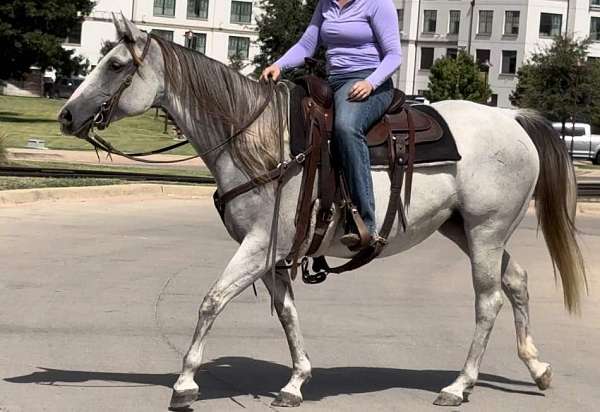 beginner-quarter-horse