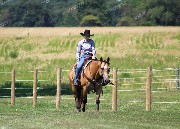 flashy-quarter-horse