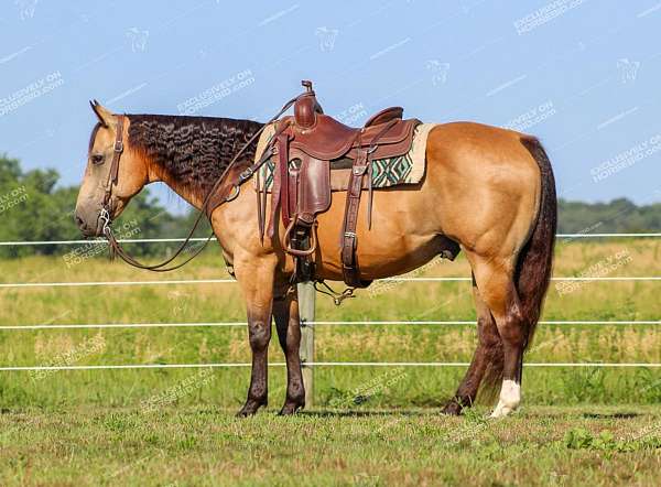 ranch-work-quarter-horse