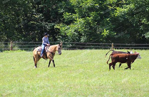 ranch-quarter-horse