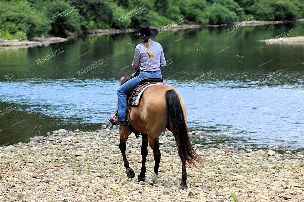 ranch-versatility-quarter-horse