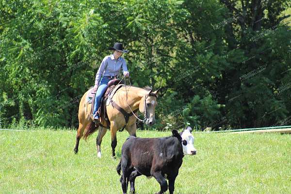 rodeo-quarter-horse