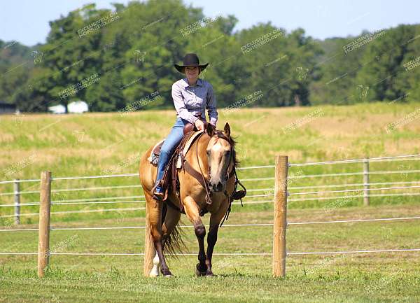 show-quarter-horse