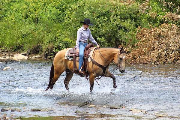 roping-quarter-horse