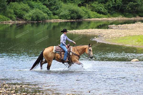 team-penning-quarter-horse