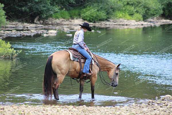 team-roping-quarter-horse