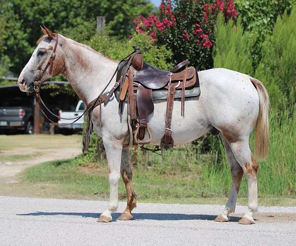 ranch-work-quarter-horse