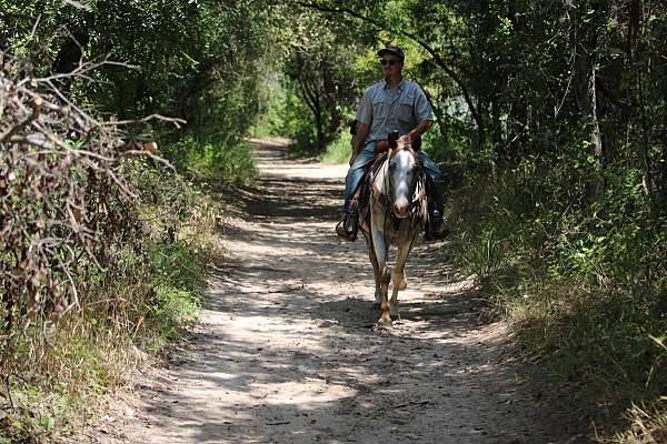 beginner-safe-quarter-horse