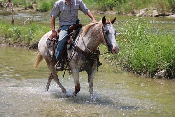 family-horse-quarter