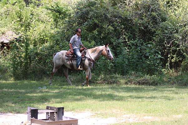 trail-quarter-horse