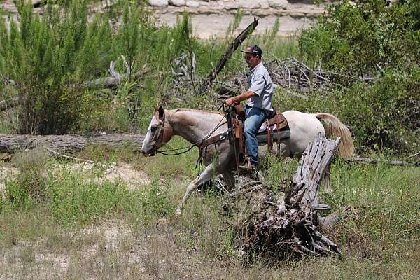 all-around-quarter-horse