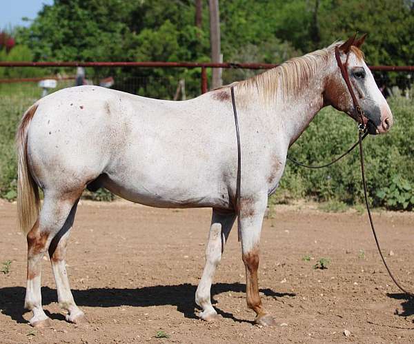 athletic-quarter-horse