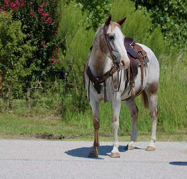 beginner-quarter-horse