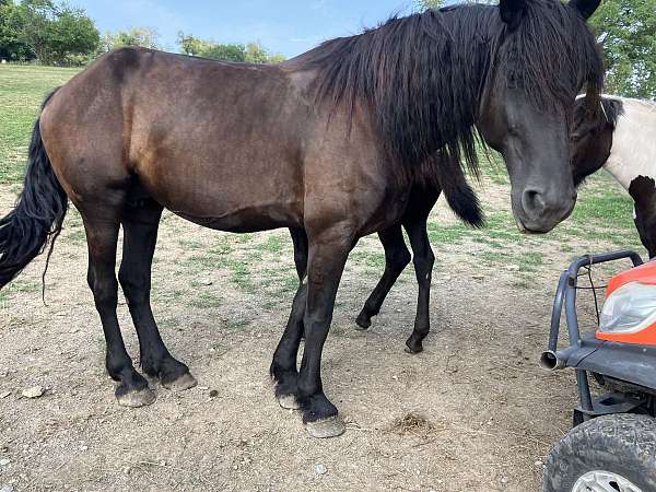 black-percheron-filly-mare