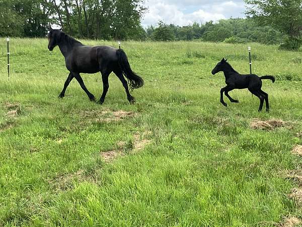 percheron-filly-mare