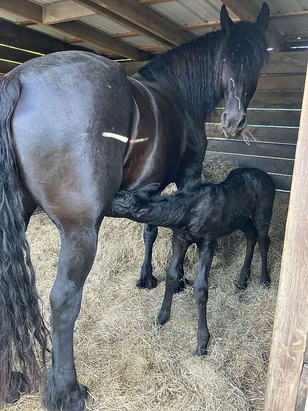 percheron-mare