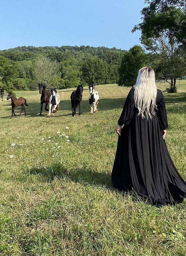 percheron-horse