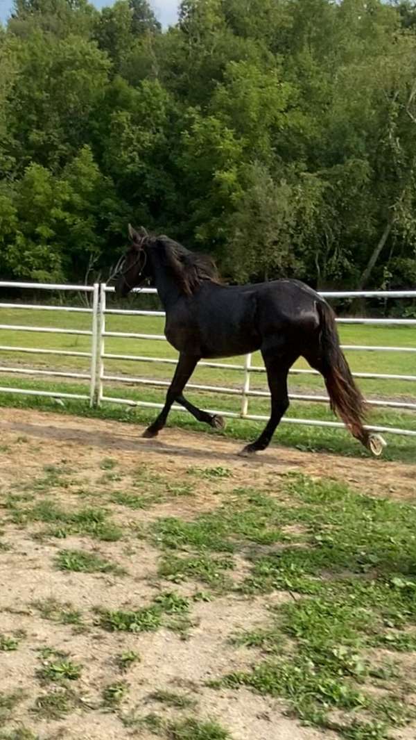 built-percheron-horse