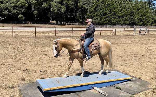 all-around-quarter-horse