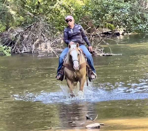 athletic-quarter-horse