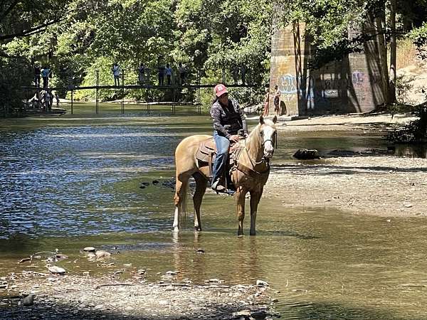 beginner-safe-quarter-horse