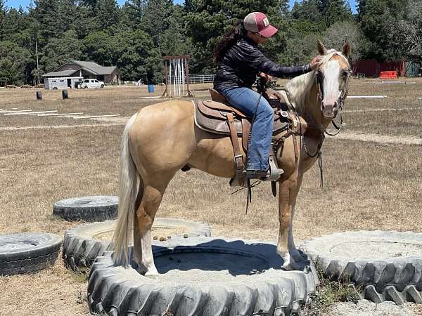 ranch-work-quarter-horse