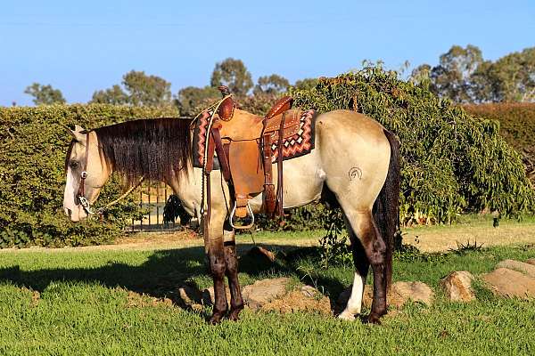 buckskin-blaze-horse