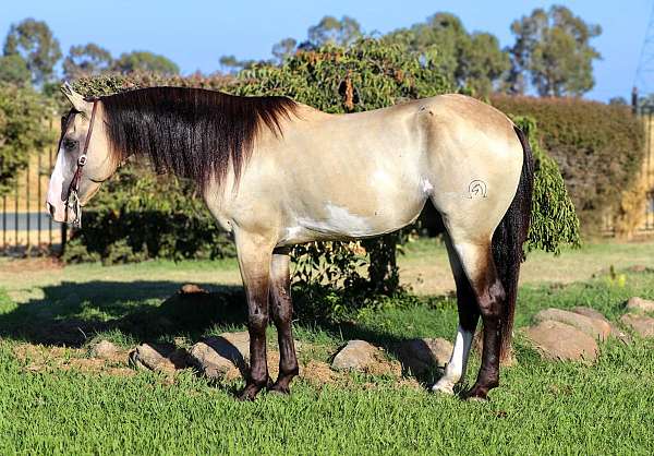 ranch-work-quarter-horse