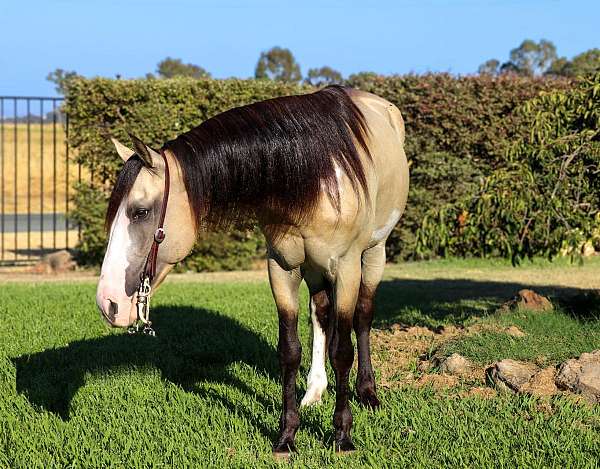 beginner-safe-quarter-horse