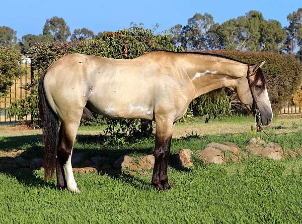 family-horse-quarter