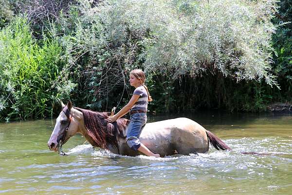 all-around-quarter-horse