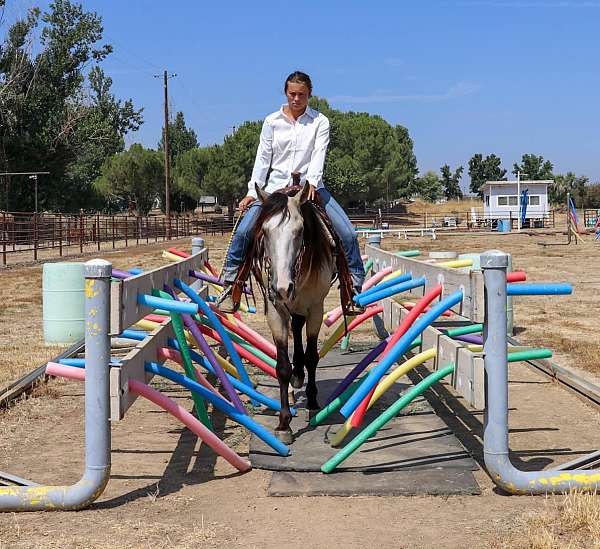 husband-safe-quarter-horse