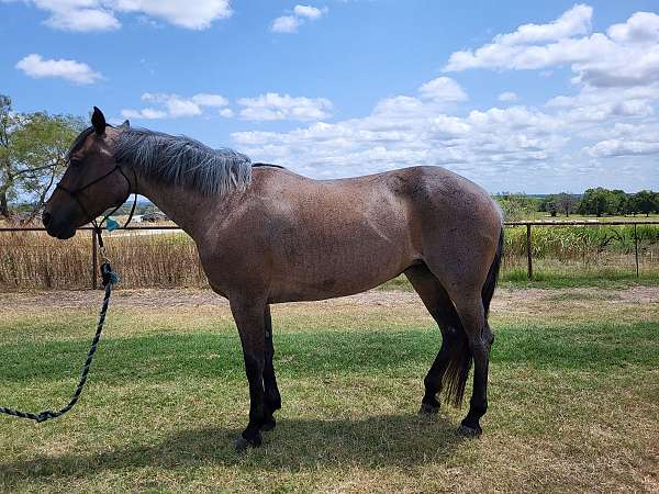 barrel-quarter-horse