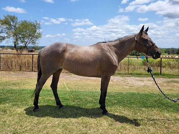 athletic-quarter-horse