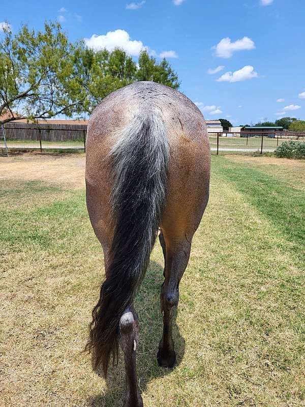 barrel-racing-quarter-horse