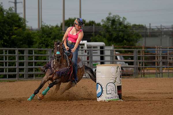 drill-team-quarter-horse