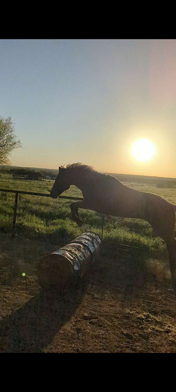 dressage-quarter-horse