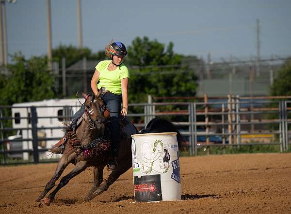 gymkhana-quarter-horse