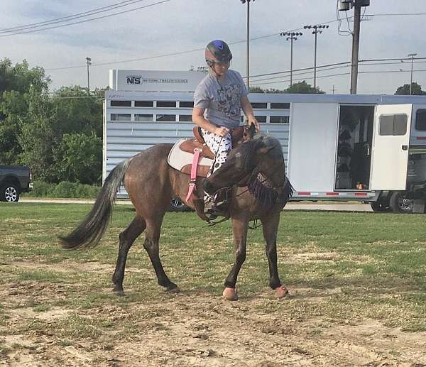 parade-quarter-horse