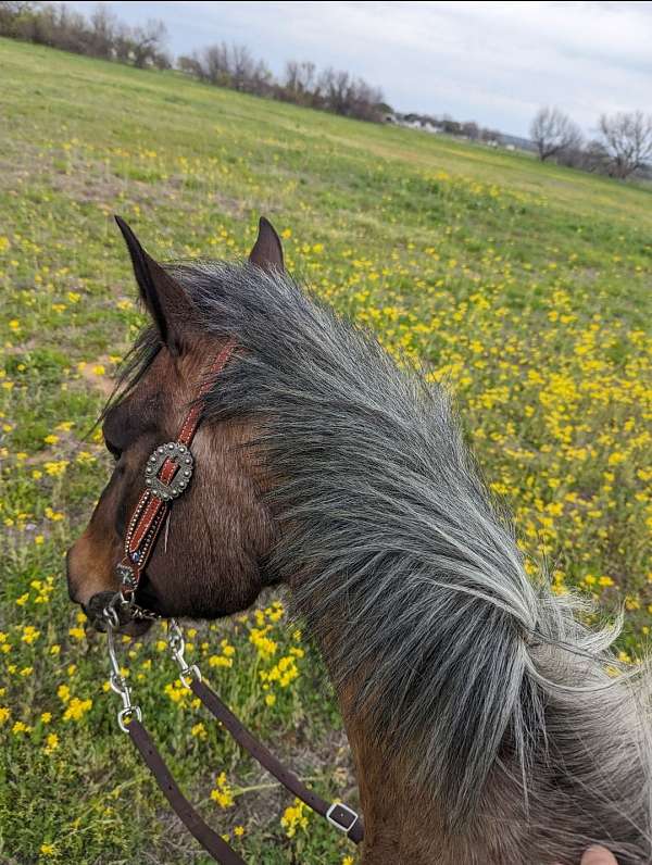 playday-quarter-horse