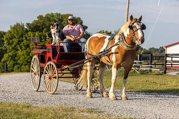 quarter-horse