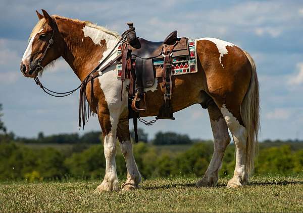 tobiano-4-stockings-horse