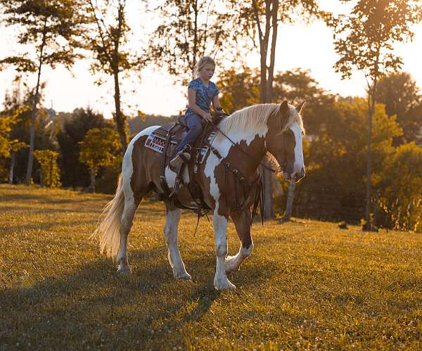 beginner-safe-quarter-horse