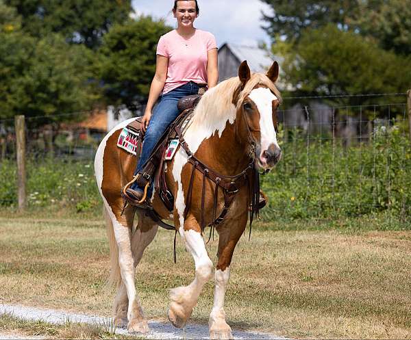 beginner-quarter-horse