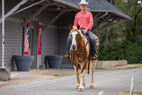 flashy-quarter-horse