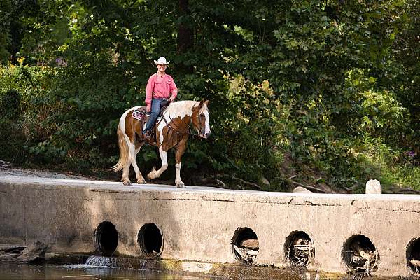 husband-safe-quarter-horse