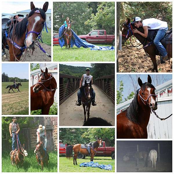 trail-youth-arabian-horse