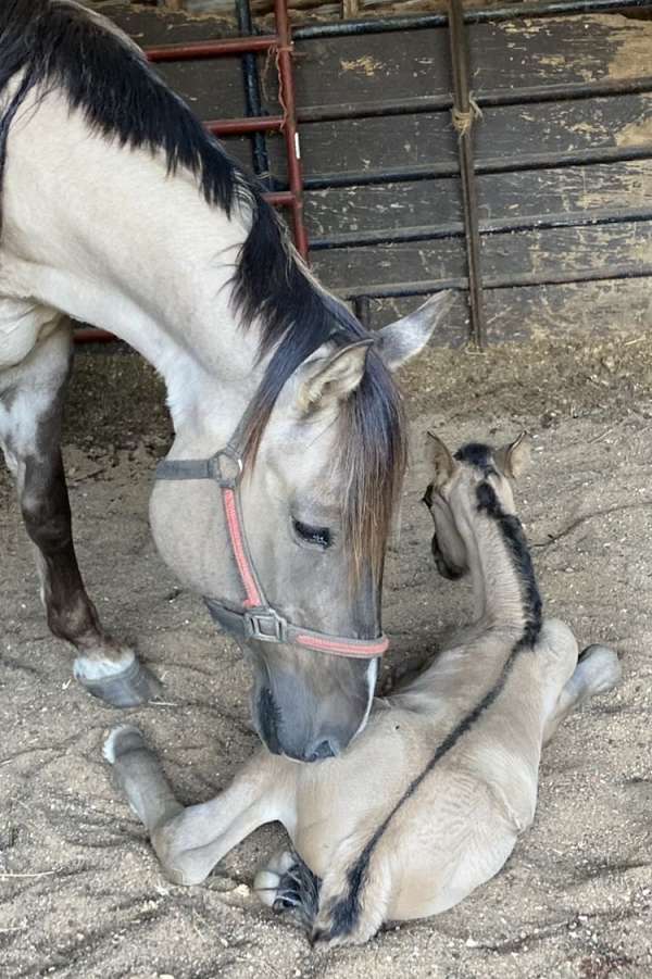 dun-grulla-homozygous-trail-horse