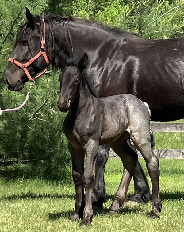 12-hand-percheron-horse