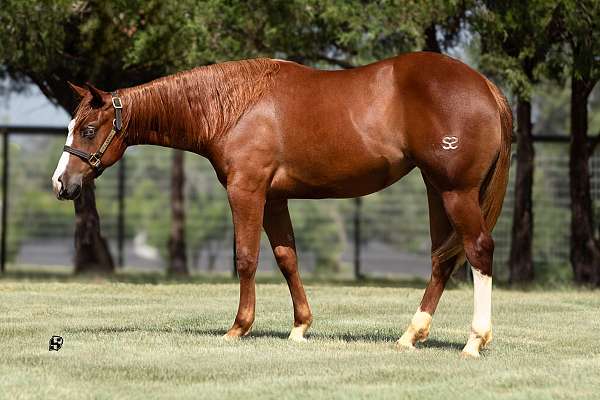 sorrel-half-bald-face-horse